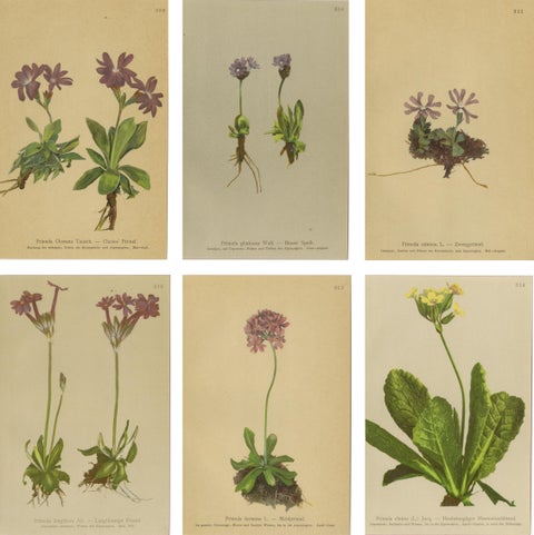 Alpine Botanical Prints Set of 6, Antique Chromolithographs, Primula Series 1897, view 8
